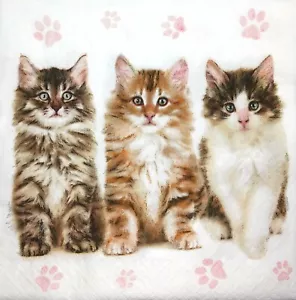 M811# 3x tovaglioli di carta singoli decoupage artigianato tabby grigio marrone figa gatto gattini - Foto 1 di 7