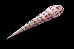 Tatskieshells- Terebra areolata "Fly-spotted auger" - 157mm - Picture 1 of 3