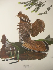 Ray Harm Limited Edition Hand Signed Silkscreen Bird Print "RUFFLED GROUSE" - Picture 1 of 12
