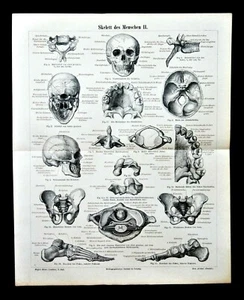 1897 OLD PRINT:SKELETT DES MENSCHEN II - SKELETT DES MENSCHEN II..LITHOGRAPHIE.etna - Bild 1 von 1