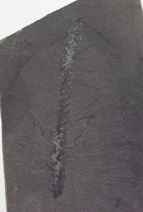 Konifere, Ullmannia frumentaria, Perm, Kupferschiefer, Klostermansfeld, BRD-L729 - Picture 1 of 4