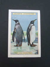 Player's - Natural History A Series (1923- Large) .  # 10  King Penguins