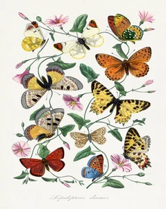 Vintage Butterfly Botanical Poster - Insect Wall Art - 12X16/16X20/18X24/24X36 - Picture 1 of 11