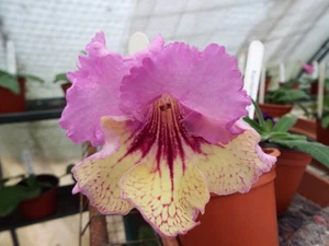 Streptocarpus DS Psychedelic ( Last three plants of the current stock ) - Picture 1 of 2