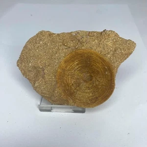 Otodus Shark Vertebra Large Cretaceous Shark Fossil 93mm Morocco Genuine Fossil - Picture 1 of 4