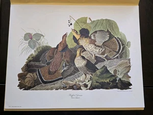 Vintage Penn Print RUFFED GROUSE by John J. Audubon in 14" x 18" - Picture 1 of 4