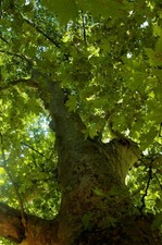 PLATANUS X ACERIFOLIA 100 Semi di Platano orientale