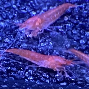 10 Opae Ula | Halocaridina rubra | Volcano Red Shrimp - Picture 1 of 3