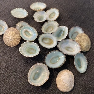 Lot 20 Pcs Green Limpet Shells Craft Sea Shells avg 3/4” - Picture 1 of 3