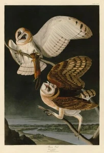 Barn Owl, John James Audubon, Wall Decor Art Print Poster 14" x 11"   40481 - Picture 1 of 1