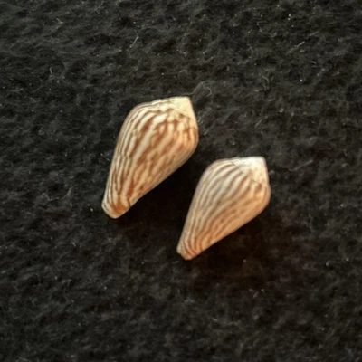 Lot Of 2 Conus Bulbus Cone Shells Angola W Africa 21 & 24 mm - Image 1 of 4