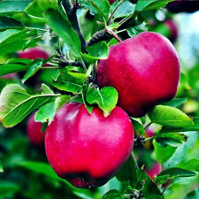 Paradise Apple Tree Seeds (Malus p.) "Red Delicious" Hardy-3 Garden Fruit Plant