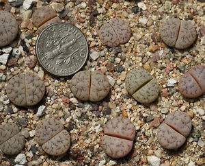 Plant - one -Lithops gracilidelineata C189 - Picture 1 of 4