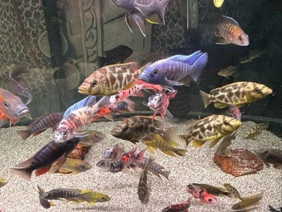 3-4” Peacocks 4 Pack (DOA policy)  - Image 1 of 3