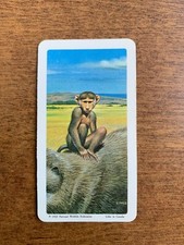 BROOKE BOND RED ROSE TEA CARDS - SERIES 15 - ANIMALS AND THEIR YOUNG