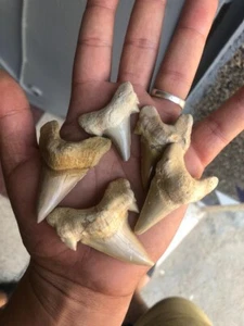 0 Resturation 50 Peices Otudos Shark Teeth Size 3-4-5-cm Creatcoues Peroid Juras - Picture 1 of 8