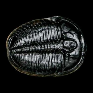 1.3" Elrathia Kingi Trilobite Fósil Utah Edad Cámbrica 521 millones de años Certificado de Autenticidad - Imagen 1 de 6