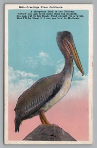 Saludos desde California Pelican Poema Postal Sin Publicar M. Kashower Co. - Imagen 1 de 2