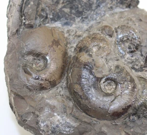 Ammonite, Platylenticeras eteropleurm, gesso, Valangin, Sachsenhagen, D -eb8503 - Foto 1 di 7