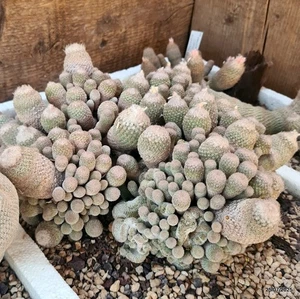 D5514 EPITHELANTHA POLYCEPHALA potX-H12-W30 cm MaMa Cactus - Picture 1 of 6