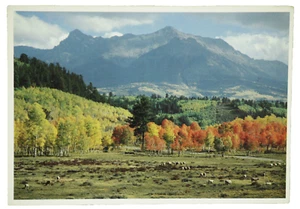 Vintage Postcard Red Aspens Grazing Sheep Petley Frameables Mountains Unposted  - Picture 1 of 2