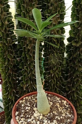 ADENIUM OBESUM 'Pure White'  caudex euphorbe jatropha dioscorea adenia - Image 1 of 4