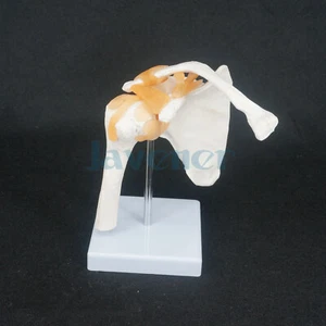 Lebensgröße Schultergelenk anatomisches Modell Skelett menschliche medizinische Anatomie - Bild 1 von 5
