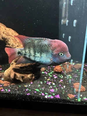 Male Grape Ape Vieja Live Fish Freshwater Tropical Fish High Quality 4 Inch USA - Image 1 of 4