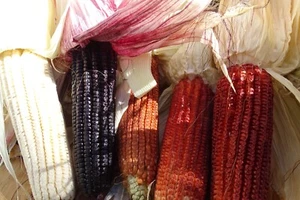 Cherokee Gourdseed corn in a range of colors - Picture 1 of 2