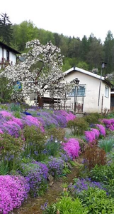 Gepflegter Kleingarten 200m² mit Laube - Bild 1 von 13
