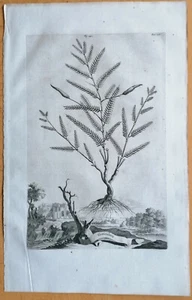 Munting Originaldruck Folio Botanik Geniculata - 1696 - Bild 1 von 1