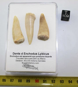 Lot de 3 dents Enchodus Lybicus préhistorique dans une boite ( Maroc - 022 ** ) - Imagen 1 de 5