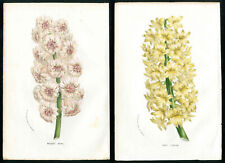 1847 Van Houtte Flore Serres de Jardins Yellow, Pink Hyacinth, 2 Antique Prints