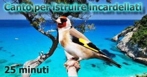 CANTO DEL CARDELLINO LIMPIDISSIMO: UTILE PER ISTRUIRE INCARDELLATI VARIE PASSATE - Picture 1 of 1