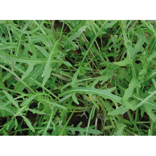 RUCOLA SELVATICA Semi per Orto Sementi Orto Giardino Erbe Aromatiche Rughetta - Immagine 1 di 1