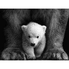 Bear Cub Black White Animal Photo Wall Art Canvas Print 18X24 In