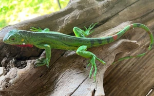Iguana Baby Replica - AAA - Picture 1 of 7