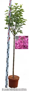 Stamm - Edelflieder, Syringa vulgaris `SARAH SANDS´ in der Stammhöhe: 80 cm - Bild 1 von 4