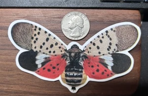 Gefleckte Laternenfliege - Hochglanz Vinyl Aufkleber - Bild 1 von 1