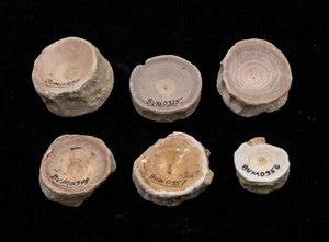  Group of Fossils Shark Vertebrae  Ex Bob Ernst  Bakersfield     1480 - Picture 1 of 3