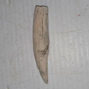 Orycterocetus Crocodilinus Zahn Pliozän Alter Beaufort Co. N.C. - Bild 1 von 9