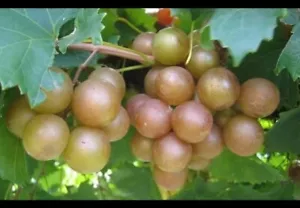 25 Fresh Carlos Bronze Muscadine Seeds Free Shipping - Picture 1 of 3
