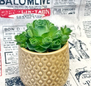 Mountain Rose Succulent, Aeonium, Greenovia dodrantalis, Rose-Shaped Succulent - Picture 1 of 7