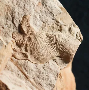 ¡Extremadamente raro! Planta fósil 3D desconocida sin describir Cylopteris ¡con volantes! - Imagen 1 de 11