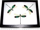 Neurobasis Chinensis Trio Real Framed Green Dragonfly Indonesia