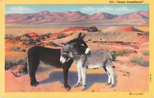 Desert Sweethearts, Two Burros Snuggling Together, Vintage Postcard - Picture 1 of 2