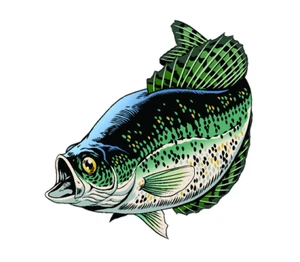Crappie Perca Blanca Pez Pesca Bajo Barco Vinilo Camión Ventana Pegatina Calcomanía - Imagen 1 de 1