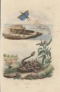 STAMPA ORIGINALE ACQUERELLATA_E. GUERIN_ PRIMO OTTOCENTO_crevette crotale PL 129 - Bild 1 von 1