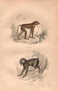 Stampa antica SCIMMIE BABBUINO MANDRILLO Buffon 1853 Antique print - Picture 1 of 1