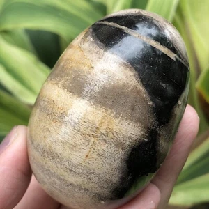 129gr PETRIFIED WOOD Egg Stone Reiki Energy Decoration - Picture 1 of 6